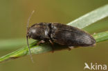 Cardiophorus asellus