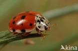 Cream-streaked Ladybird (Harmonia quadripunctata