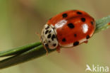 Cream-streaked Ladybird (Harmonia quadripunctata