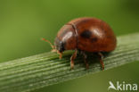 Onbestippeld lieveheersbeestje (Cynegetis impunctata)