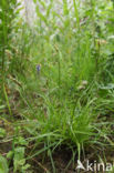 Spiked Sedge (Carex spicata)