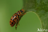 19-Spot Ladybird