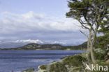 Tierra del Fuego National Park