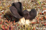 Helvella spadicea