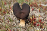 Nonnenkapkluifzwam (Helvella spadicea)