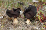 Helvella spadicea