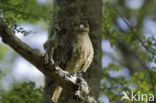 Chimango Caracara (Milvago chimango)