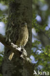 Chimango Caracara (Milvago chimango)