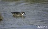 Spectacled Duck (Speculanas specularis)