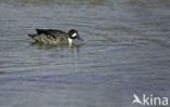 Spectacled Duck (Speculanas specularis)