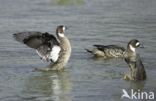 Spectacled Duck (Speculanas specularis)