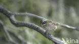 Rufous-collared Sparrow (Zonotrichia capensis)