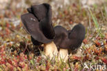 Nonnenkapkluifzwam (Helvella spadicea)