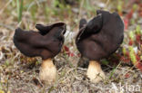 Helvella spadicea