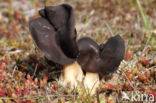 Helvella spadicea