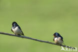 Boerenzwaluw (Hirundo rustica)