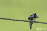 Boerenzwaluw (Hirundo rustica)