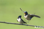 Boerenzwaluw (Hirundo rustica)