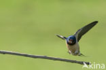 Boerenzwaluw (Hirundo rustica)