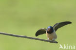 Boerenzwaluw (Hirundo rustica)