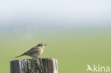 Meadow Pipit (Anthus pratensis)