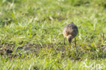 Grutto (Limosa limosa)