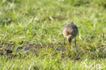 Grutto (Limosa limosa)