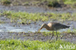 Grutto (Limosa limosa)