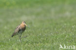 Grutto (Limosa limosa)