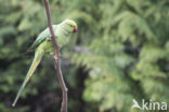 Rose-ringed Parakeet (Psittacula krameri)