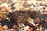 Rivierdonderpad (Cottus perifretum)