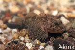 Rivierdonderpad (Cottus perifretum)