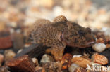 Rivierdonderpad (Cottus perifretum)