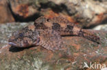 Rivierdonderpad (Cottus perifretum)