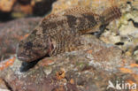 Rivierdonderpad (Cottus perifretum)