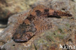 Scheldt sculpin (Cottus perifretum)