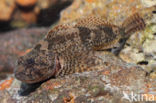 Rivierdonderpad (Cottus perifretum)