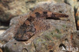 Scheldt sculpin (Cottus perifretum)