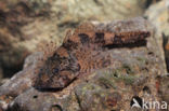 Scheldt sculpin (Cottus perifretum)