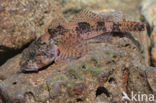 Scheldt sculpin (Cottus perifretum)