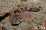 Scheldt sculpin (Cottus perifretum)