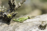 Sand Lizard (Lacerta agilis)