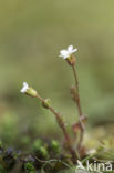 Rue-leaved Saxifrage (Saxifraga tridactylites)