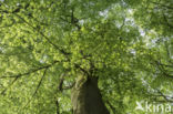 Beech (Fagus sylvatica)