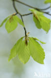 Beuk (Fagus sylvatica)