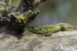 Sand Lizard (Lacerta agilis)