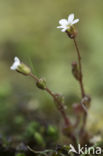 Kandelaartje (Saxifraga tridactylites)