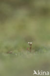 Kandelaartje (Saxifraga tridactylites)