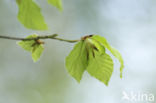 Beech (Fagus sylvatica)