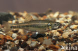 Minnow (Phoxinus phoxinus)